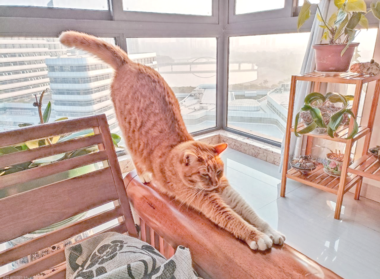 猫咪弓背行为的情绪解读与健康观察