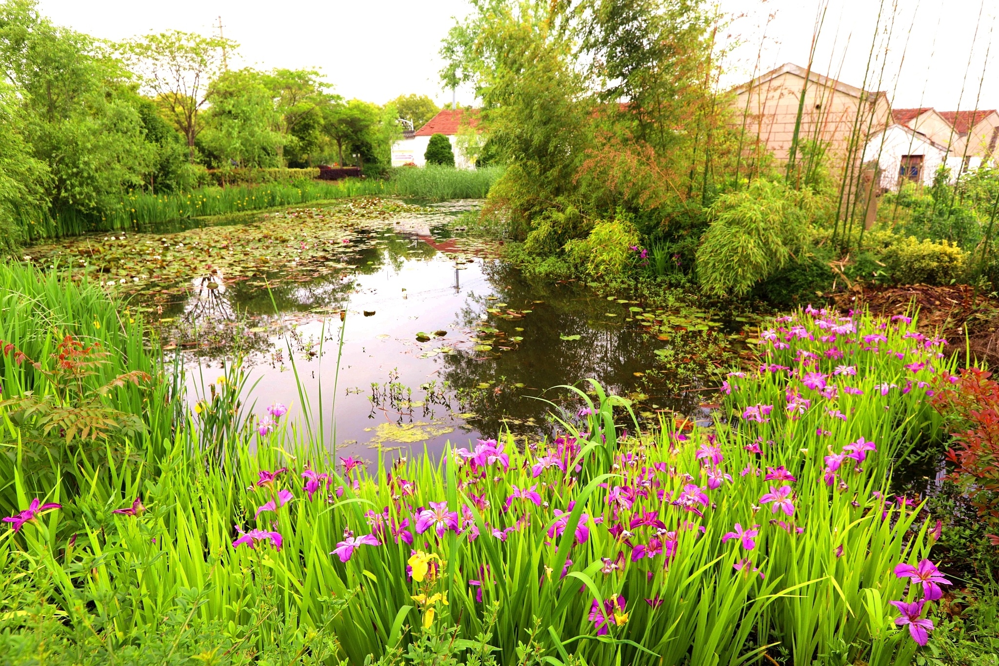 用镜头定格乡村振兴之美 主题摄影展走进丹阳市访仙镇