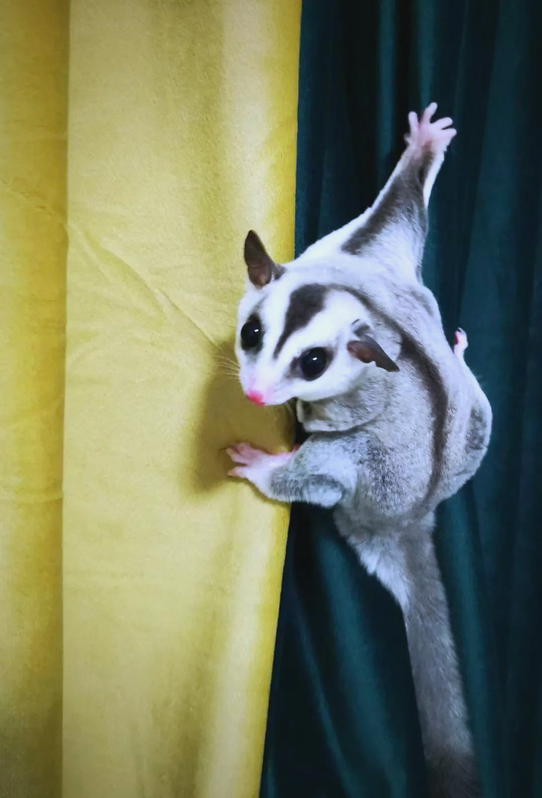 家有萌宠|探秘空中鼠类精灵