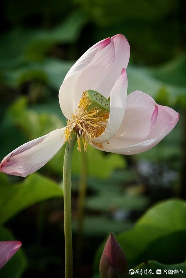 华山湖"湖"拍|荷花凋落,莲蓬登场