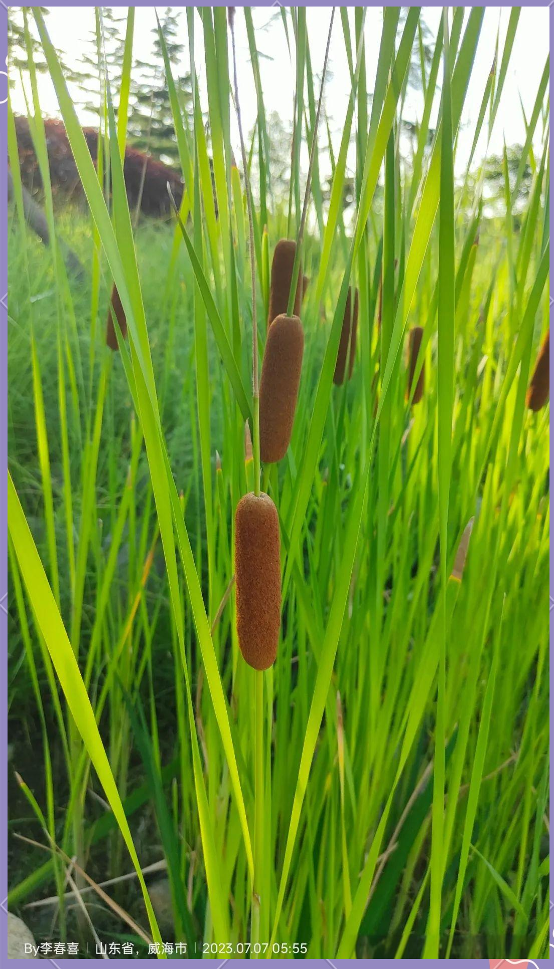 angustifolia分类地位:属于香蒲科typhaceae香蒲属typha别名:鬼蜡烛