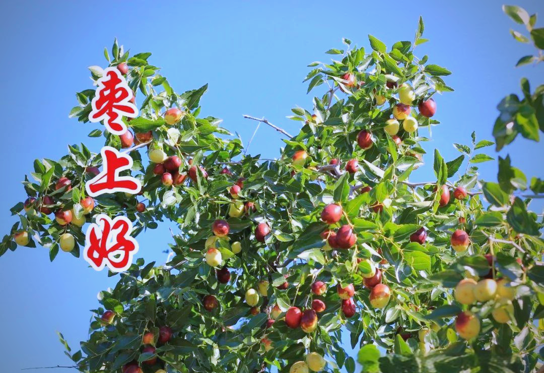 武正国老会长的《枣上好》诗作与诗坛盛会影响