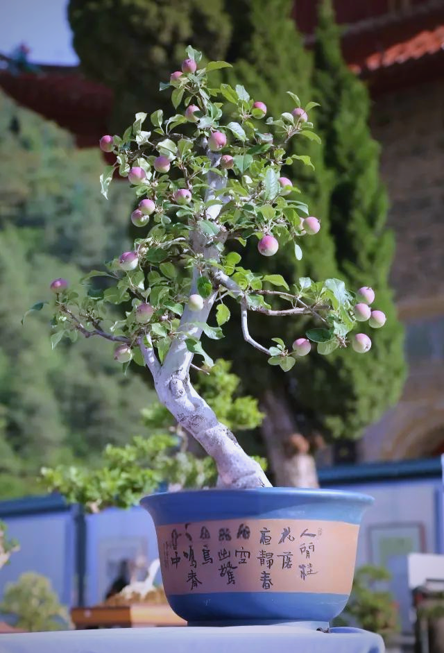 苹果盆景:寓意平安与丰收的家居之选