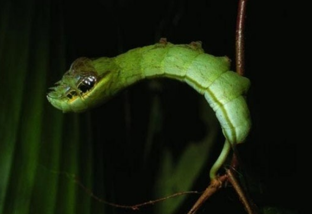 伪装成蛇的毛毛虫,还会像毒蛇那样扑咬,看到后别被吓到!