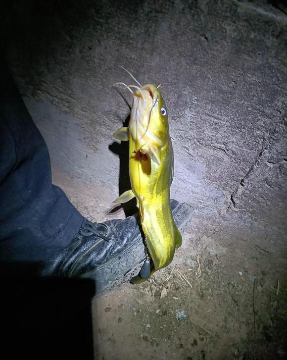 半米多长!湖北钓友钓起罕见"石扁头",附近老头:你不要就给我