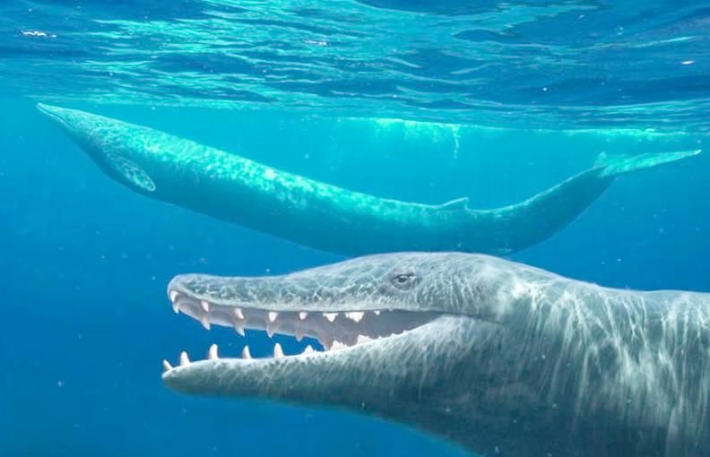 龙王鲸:已灭绝的巨型肉食性鲸鱼