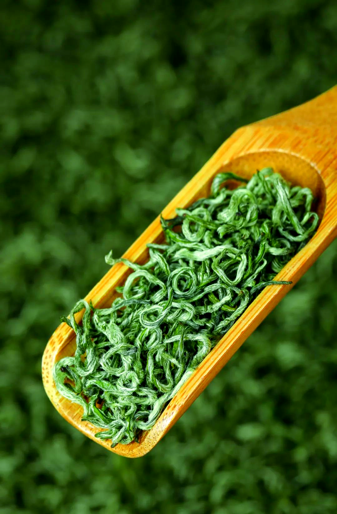 碧螺春:品味自然,感受文化的盛宴