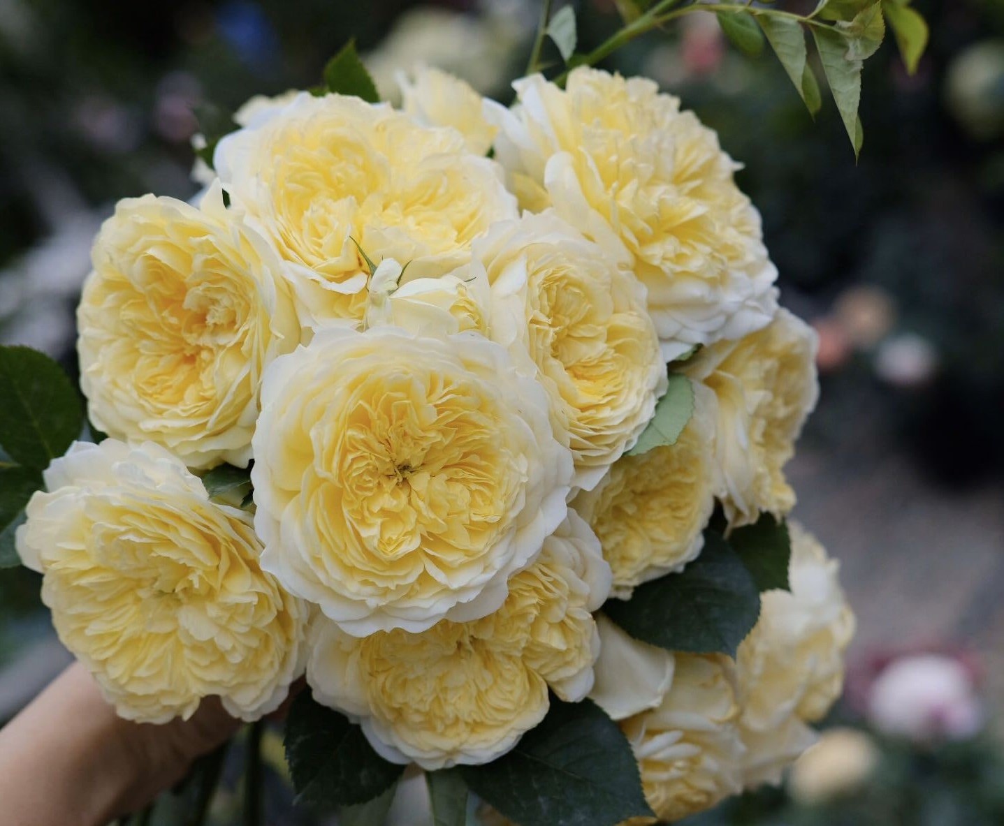 又美又香的花—朝圣者,花量大,多季开花,可做花墙,阳台也能种