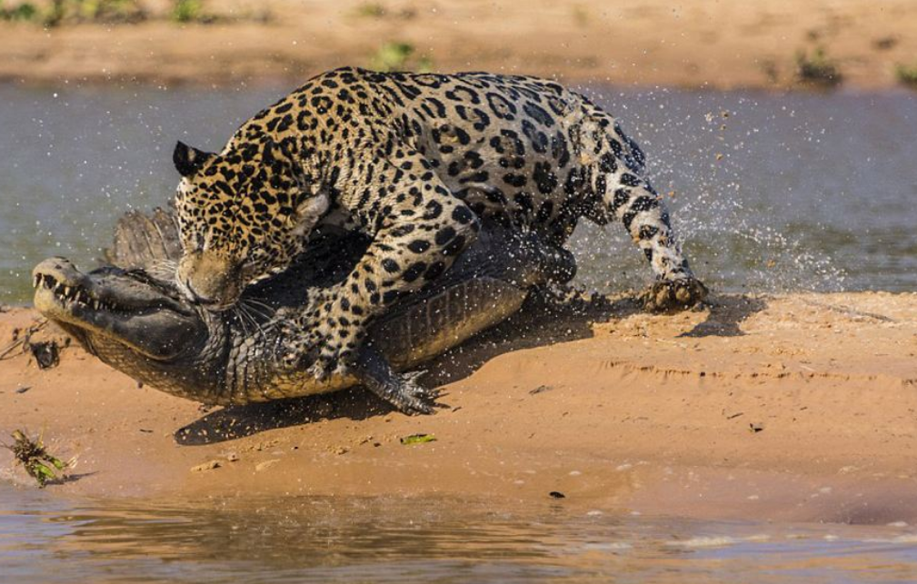 120公斤美洲豹猎杀凯门鳄,仅用11秒!网友:王者战斗果然刺激!