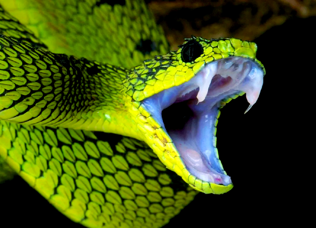 蛇类的牙齿:从毒牙到无毒牙的进化奥秘