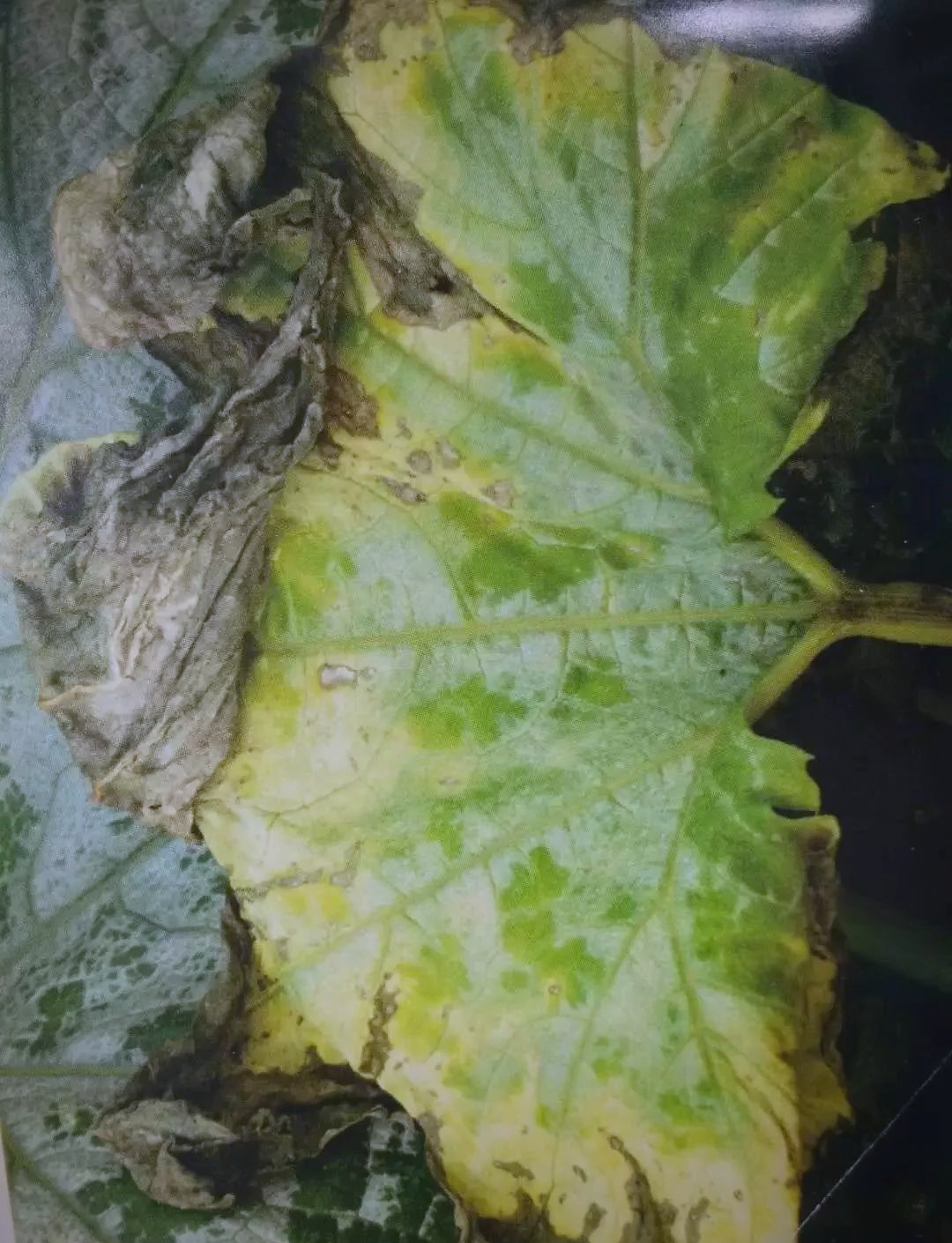 西葫芦病害详解及防治指南