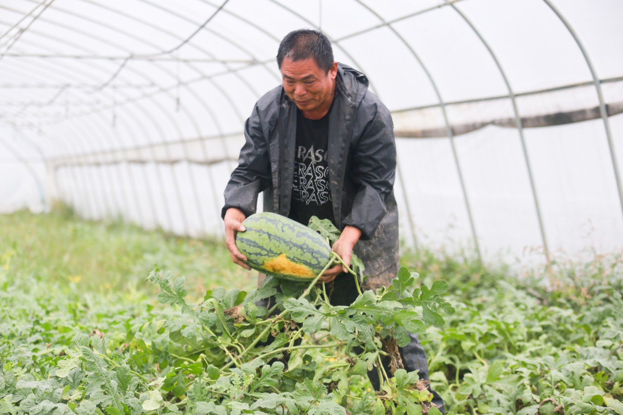 西瓜- 热门商品专区