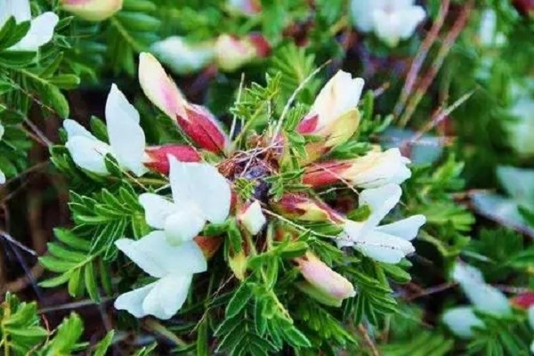 无患子为什么叫鬼见愁