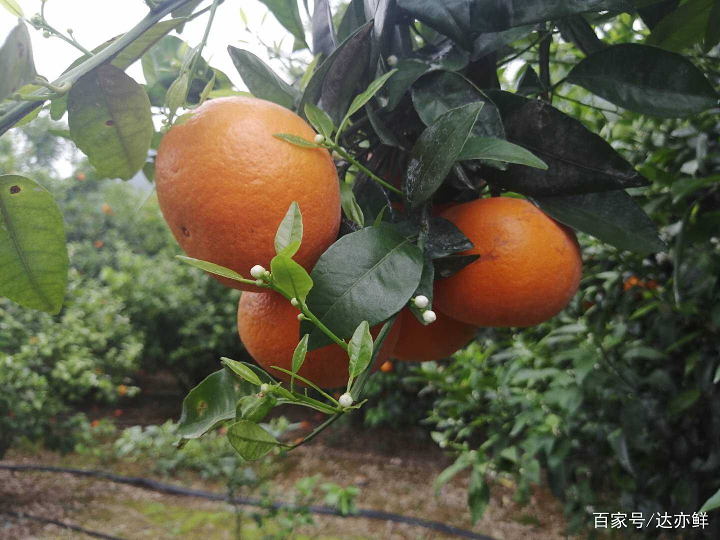 沃柑泡药水视频(沃柑泡药水是真的吗)
