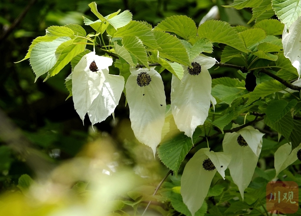 四川平武:珙桐花开迎风舞 深山"白鸽"翩翩飞