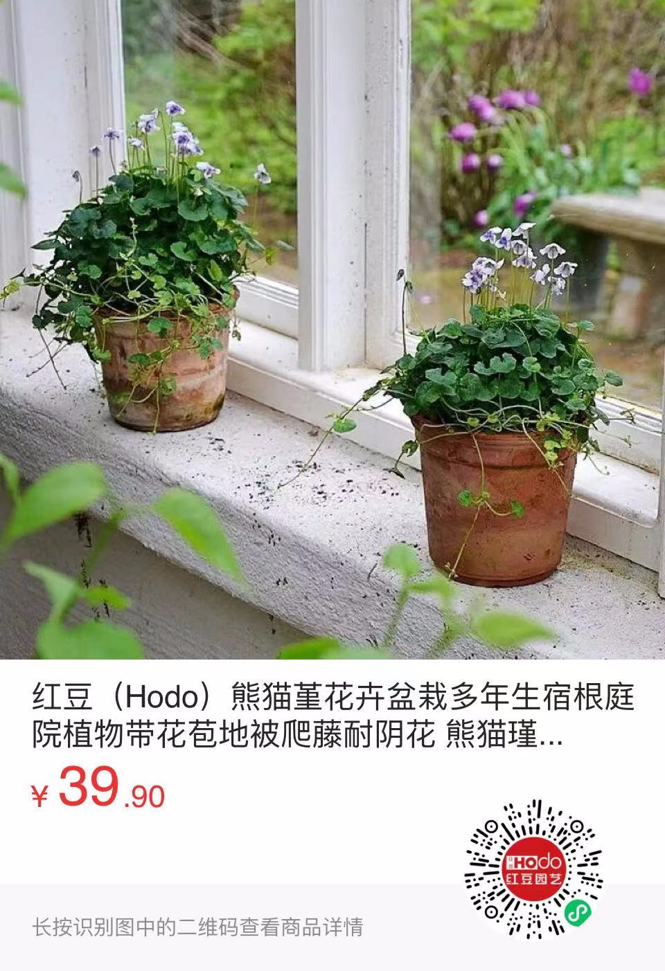 熊猫堇,花园里的铺地神器