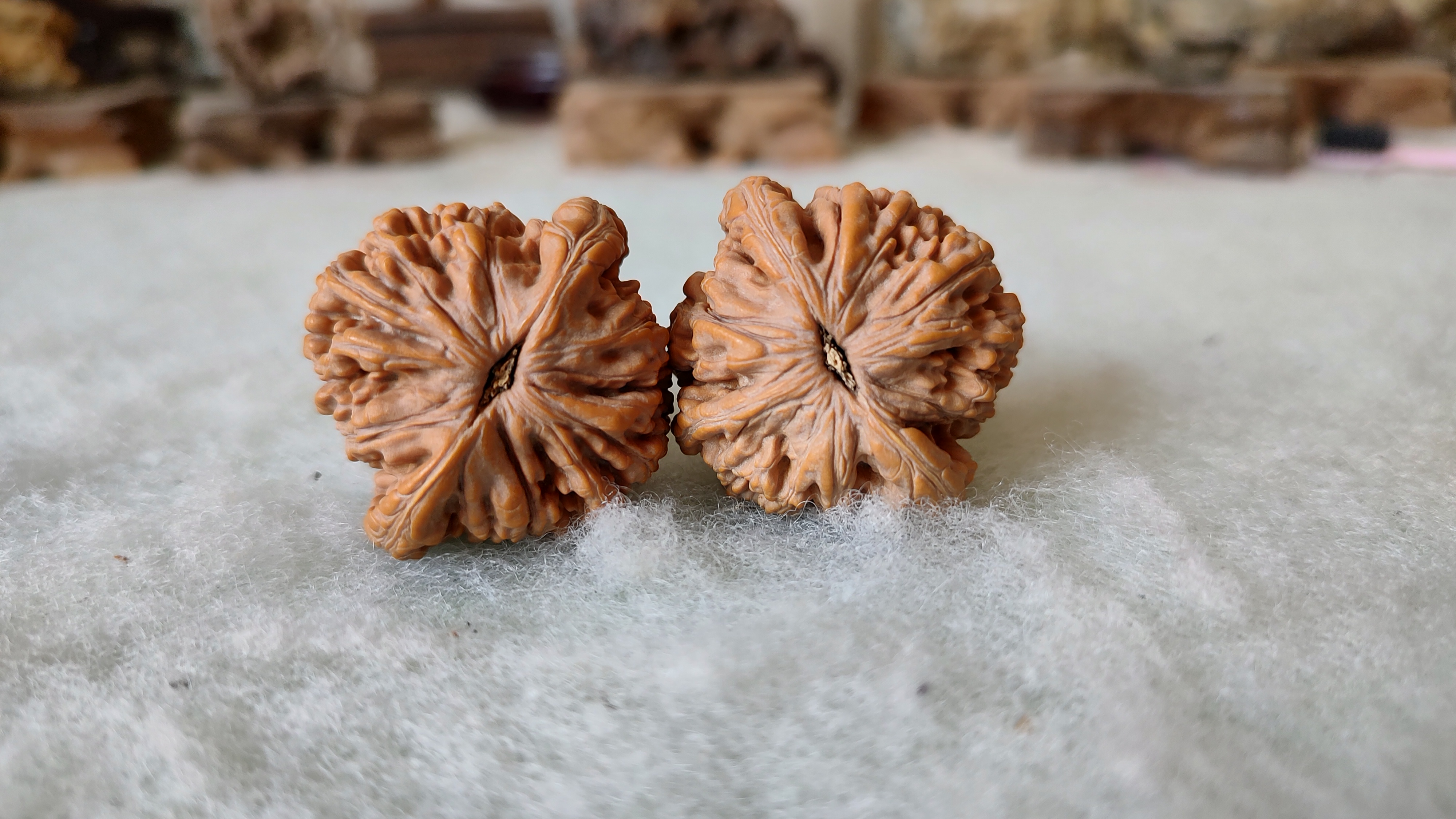 风氏文玩收藏馆:0079 麻核桃 疑似矮桩麦穗虎头,狮虎兽?