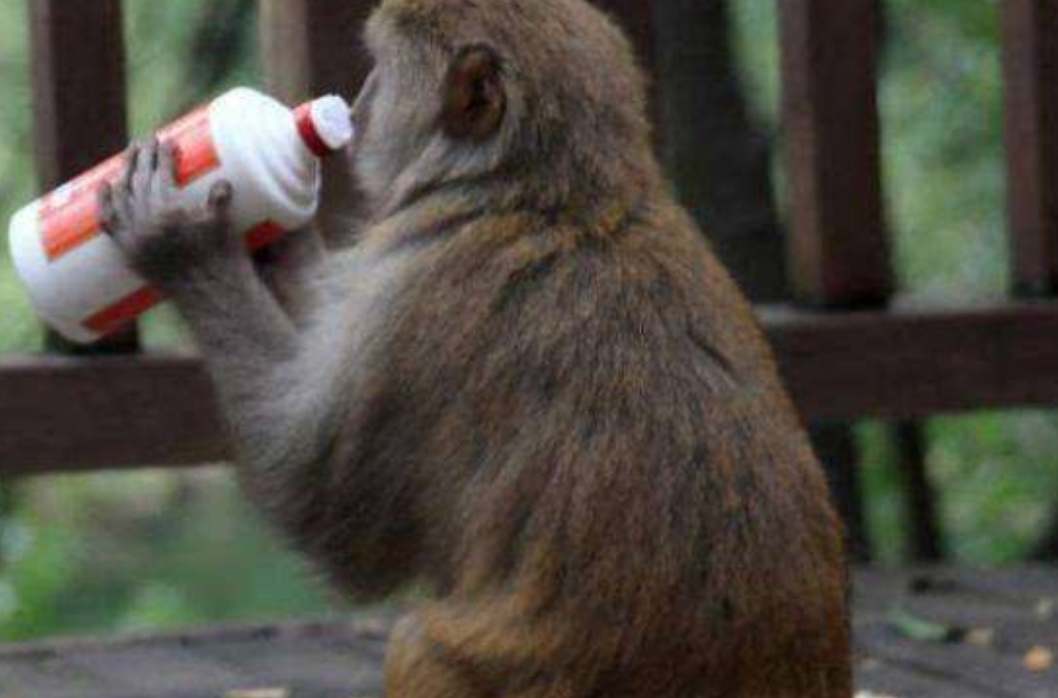 猴子一口气喝光整瓶酒,接下来请憋住别笑,猴子举动承包一年笑点