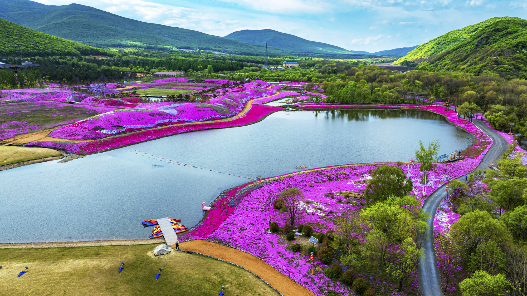 宝清:以花为媒促旅游升级 芝樱花海迎盛花期
