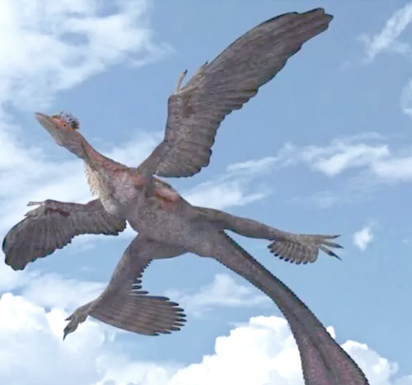 鸟类翅膀的多样性:从四翼鸟到鸟类的进化之旅