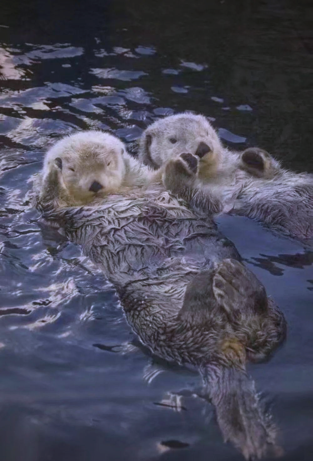 水獭,这种中等体型的哺乳动物,体长通常在60