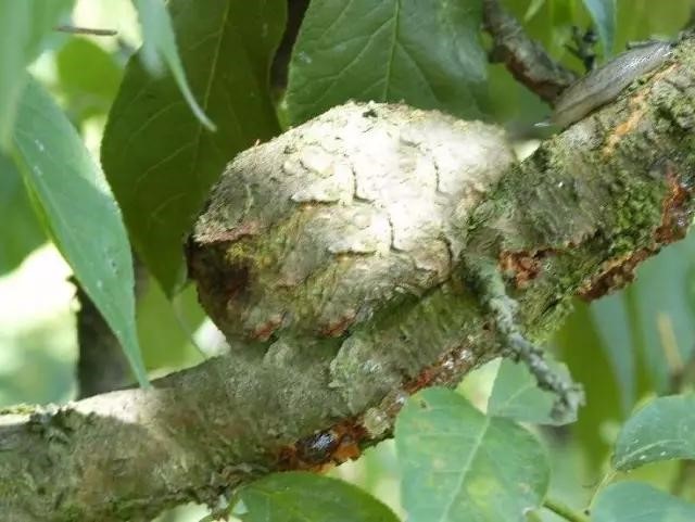 常见桃树病害高清图谱