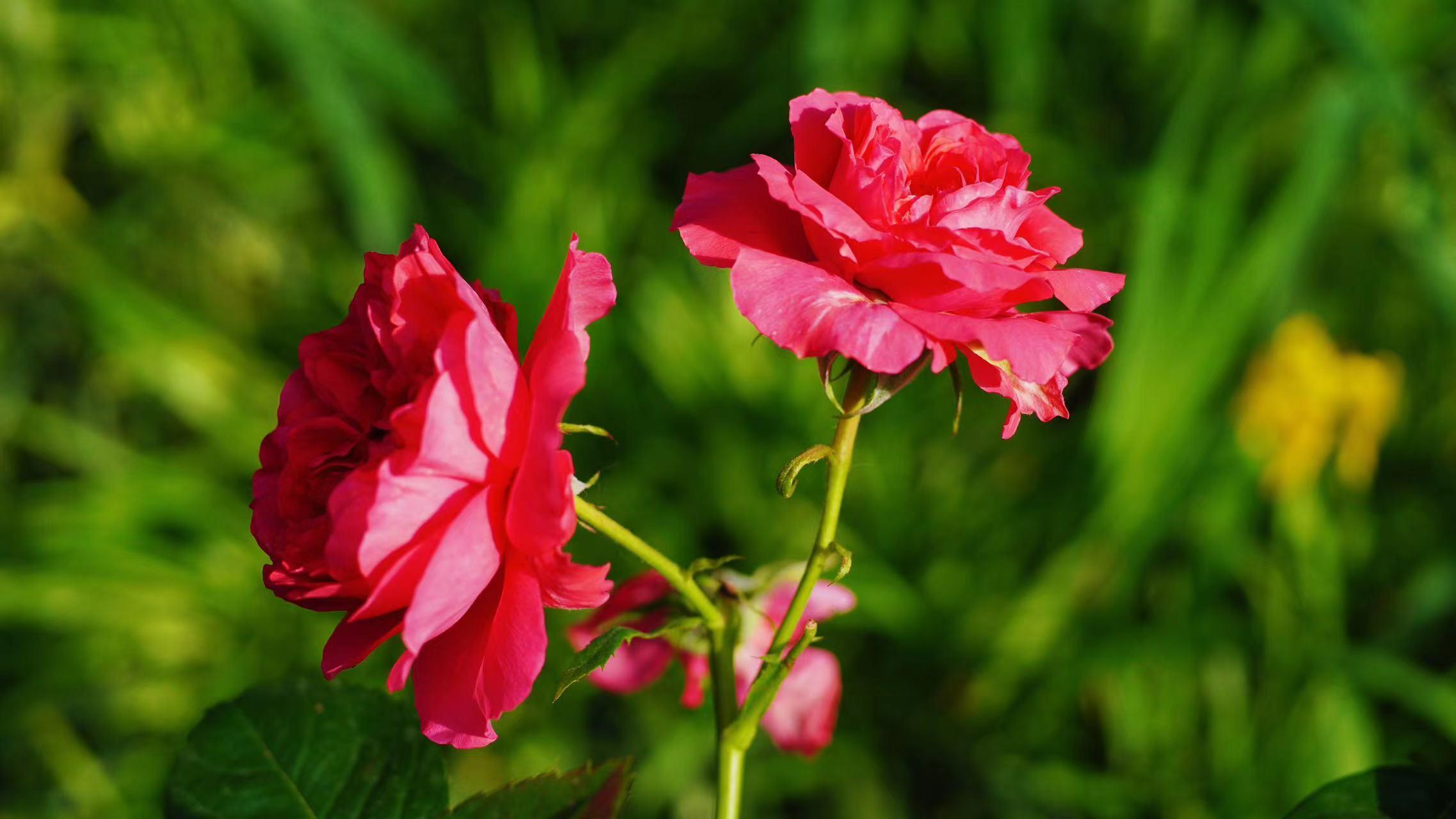角落的花儿,俏也不争春