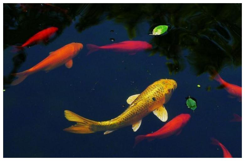 财运旺翻天,虎年运势走上行,职业迎贵人,如鱼得水的属相