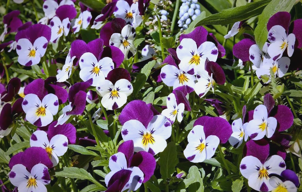 探索蝴蝶花的多彩世界与丰富传说