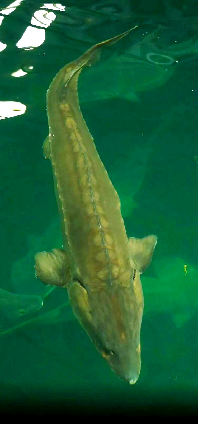 中华鲟:一种极危且受保护的大型鱼类