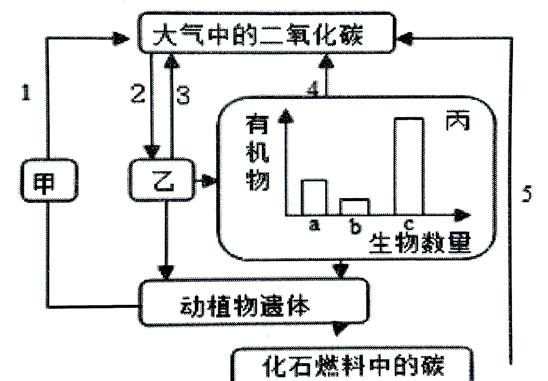 生态系统的营养结构与碳循环:核心考点全解读