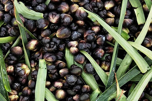 百合花种子长啥样