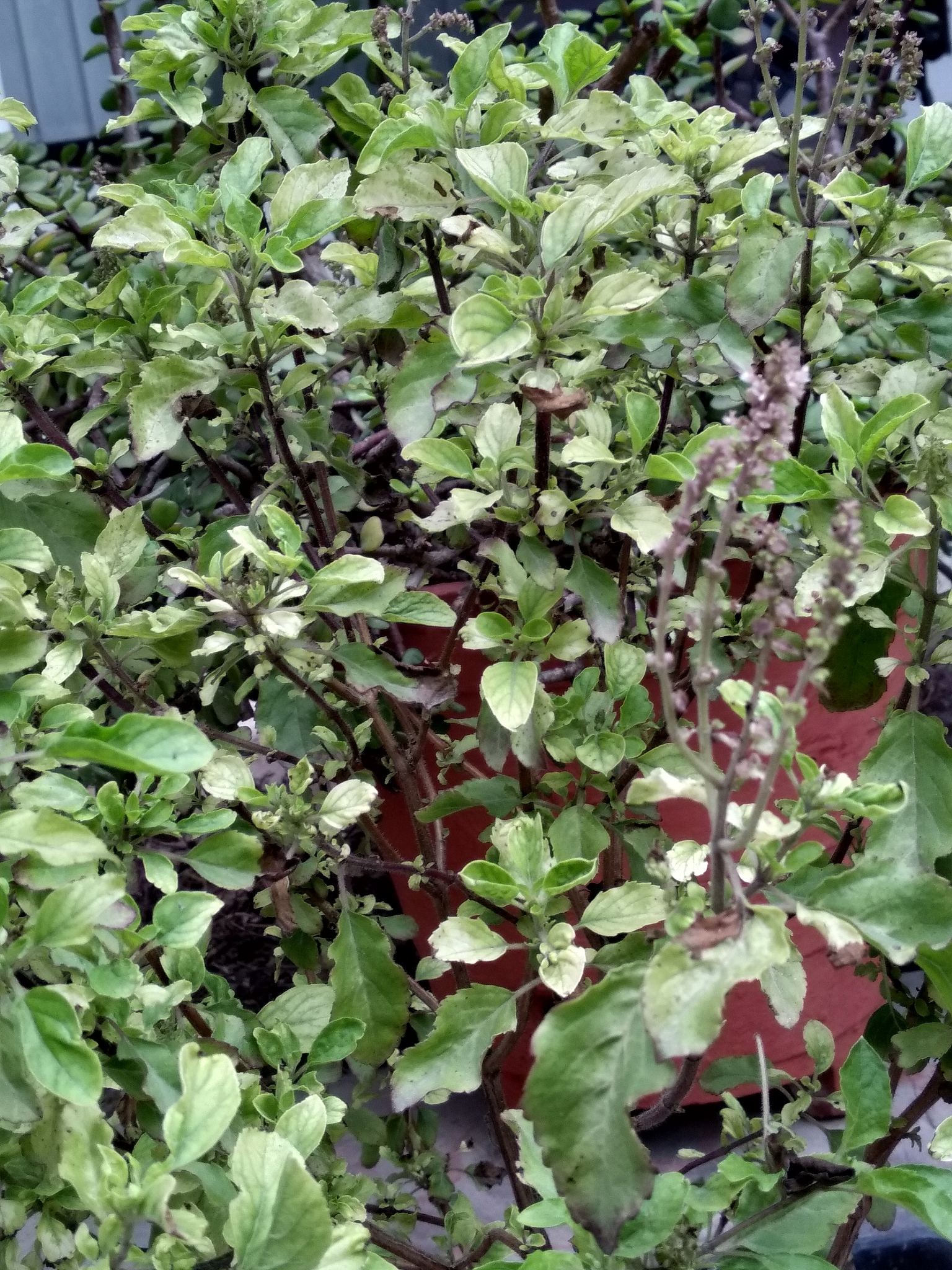 灰灰菜有毒吗?有毒的灰灰菜长什么样