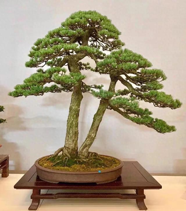 双杆盆景,相依相偎,互相顾盼,共享天伦