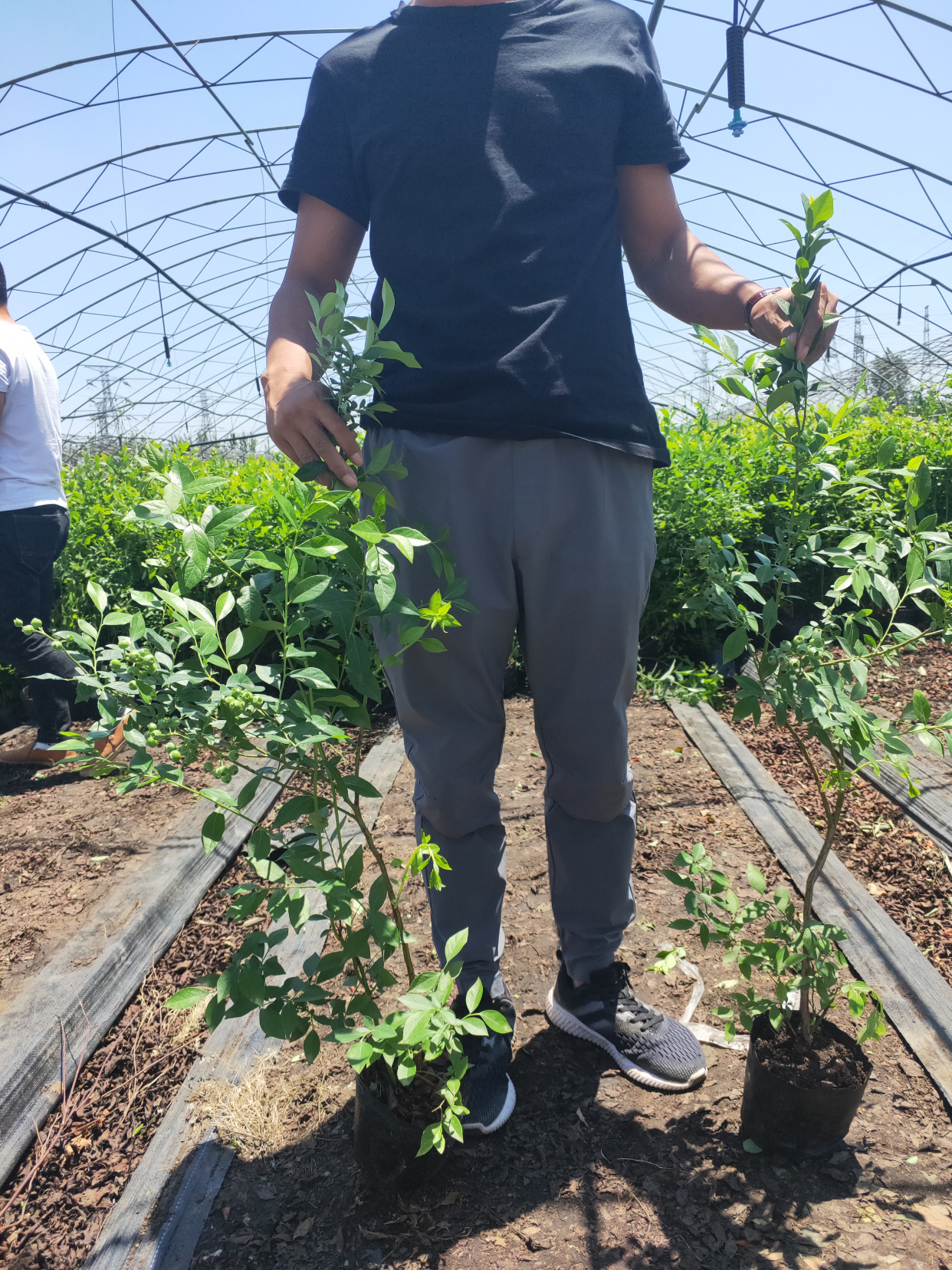 法新藍莓苗栽植技術 2年生法新藍莓苗價格