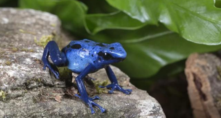 自然界蓝色的东西