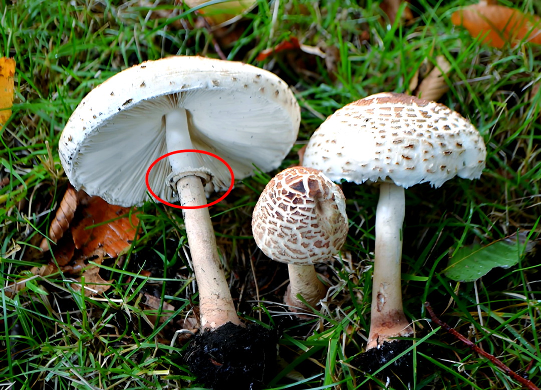 湖北疾控中心提醒:警惕大青褶伞毒蘑菇的致命风险