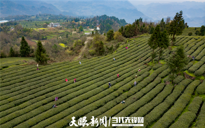 凤冈县蜂岩镇:740吨农肥直供田间地头