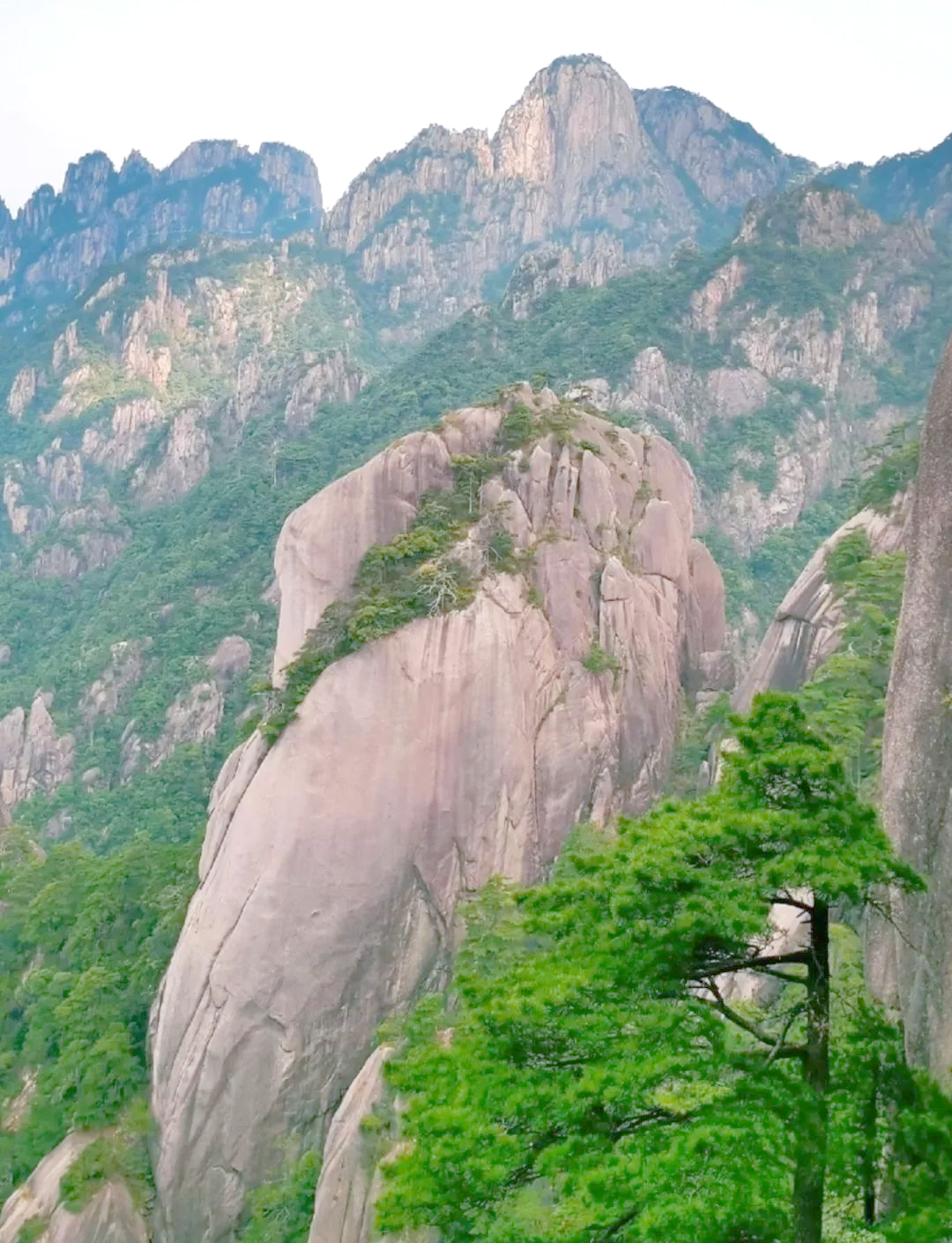 黄山毛峰:高山云雾中的名茶传奇