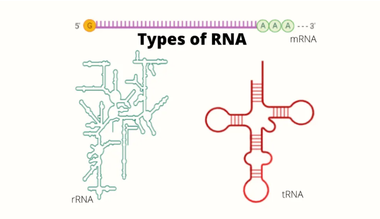 rna 的类型:结构和功能