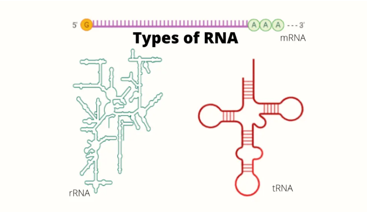 rna结构简图图片