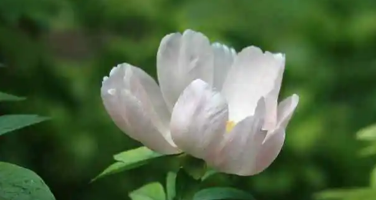 白芍药花语图片