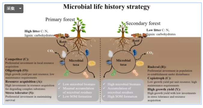 微生物类群决定了微生物群落的结构与功能属性,并在土壤有机碳周转中