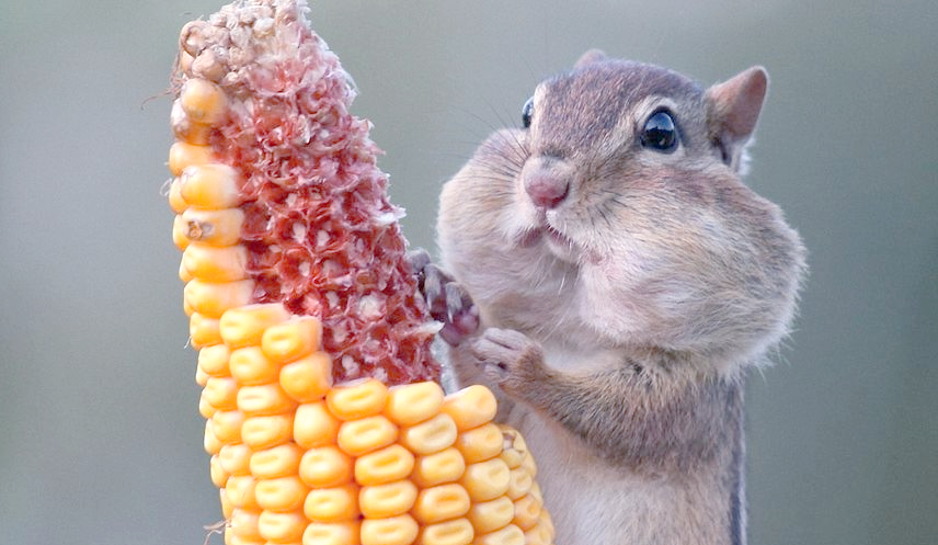 松鼠:吃货界的佼佼者,边吃边打包的萌物