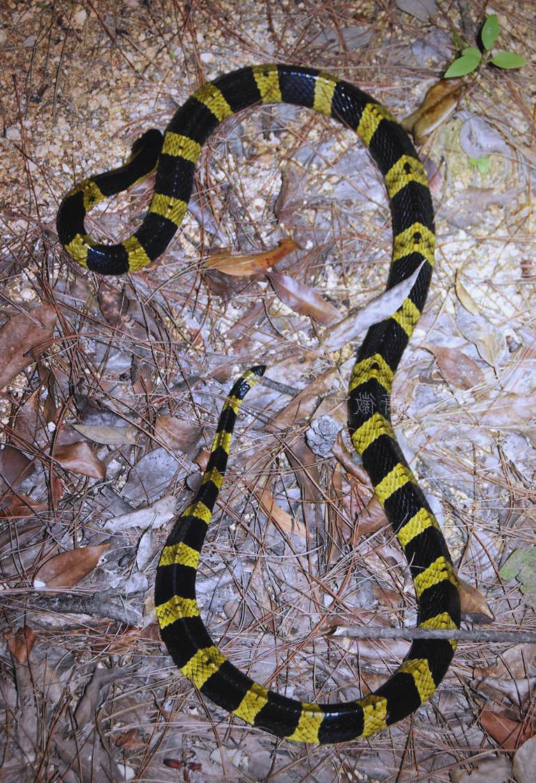 国内毒蛇top 10(一),第一名你绝对猜不到