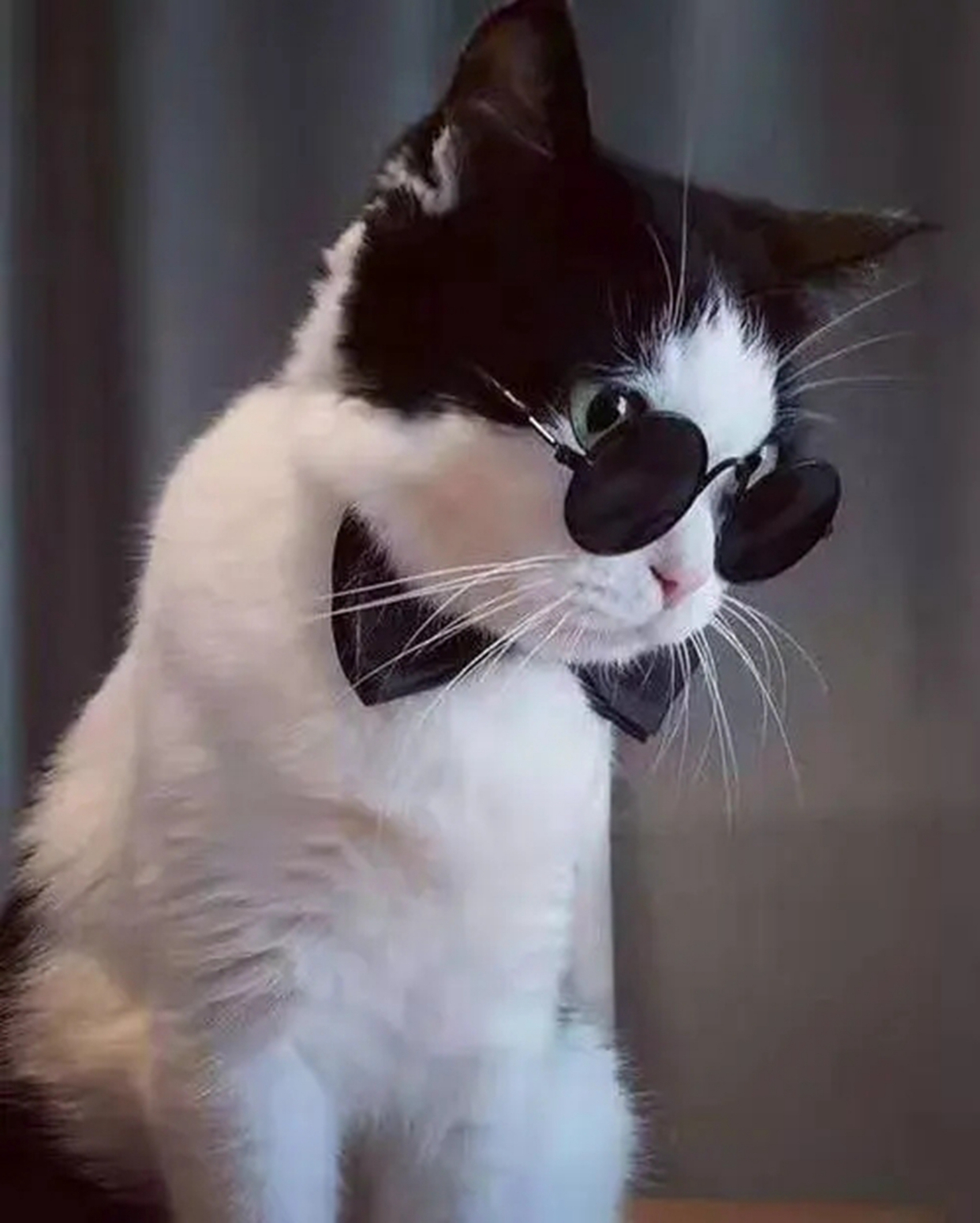 男猫咪独特一点的名字有哪些?