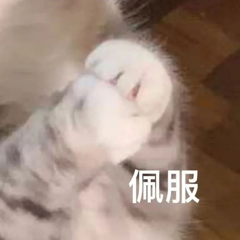 粉丝投稿|网红猫咪|猫咪臭娜娜表情包(十四)