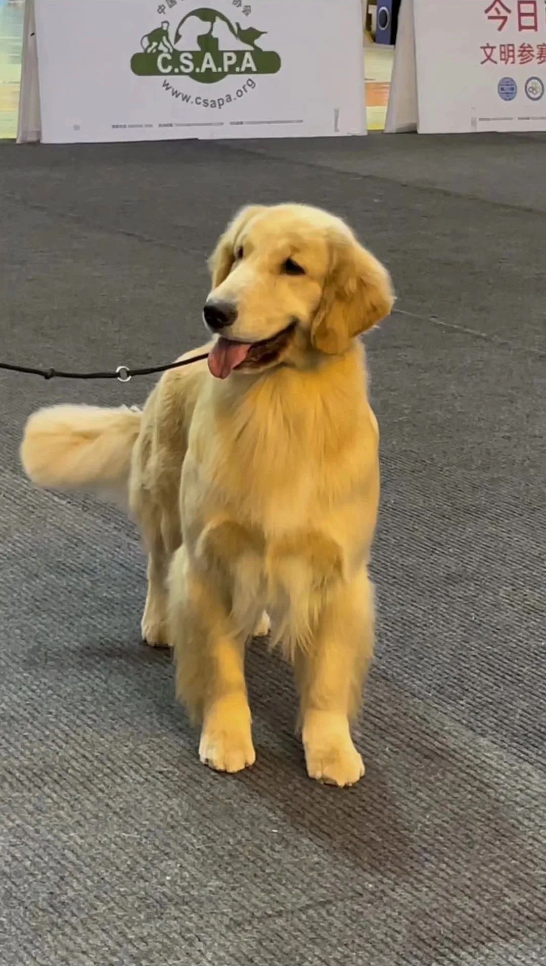 900万粉丝网红-碧玺!领跑cku金毛母犬排行top1