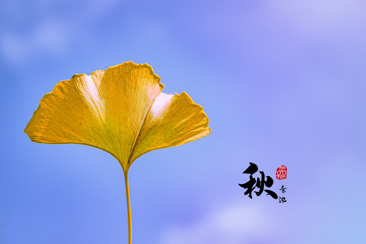 手机相机学拍照,用一叶知秋的摄影口诀,留下秋天的诗意唯美