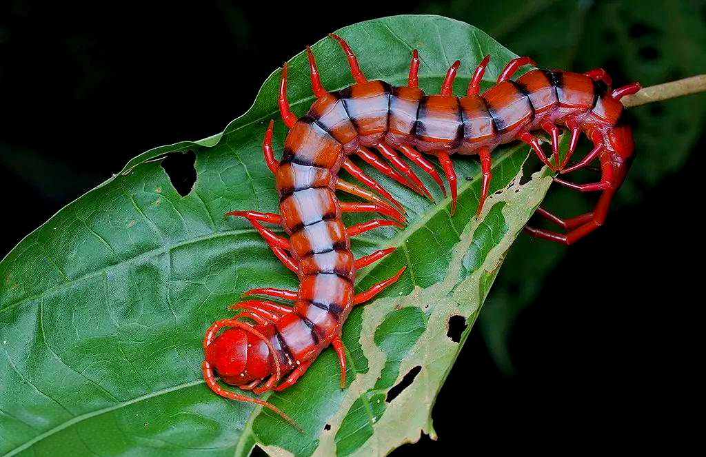 节肢动物的多样种类介绍